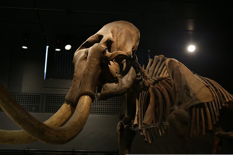 Mammut Museum